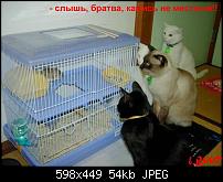 Нажмите на изображение для увеличения
Название: talkin_cats_35.jpg
Просмотров: 74
Размер:	53.5 Кб
ID:	9559