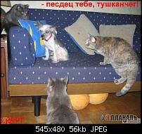 Нажмите на изображение для увеличения
Название: talkin_cats_39.jpg
Просмотров: 73
Размер:	56.0 Кб
ID:	9560