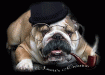 Аватар для old bulldog